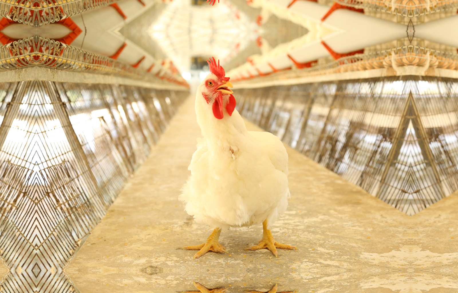 poultry-in-tirupur